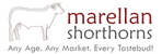 Marellan Shorthorns